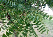 নিমের কিছু ব্যবহার