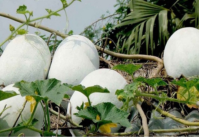 গ্যাস্ট্রিক সমস্যায় চাল কুমড়ার গুণ