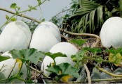 গ্যাস্ট্রিক সমস্যায় চাল কুমড়ার গুণ