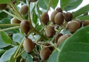 হজমশক্তি বাড়ায় বহেড়া