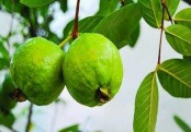 রোগ প্রতিরোধ ক্ষমতা বাড়ায় পেয়ারা