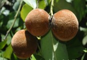 বিলাতি গাব