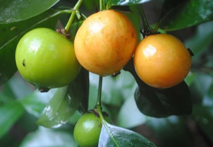 কাউফল
