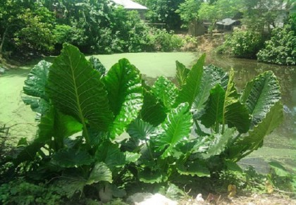 জেনে নিন মানকচুর ঔষধি ব্যবহার