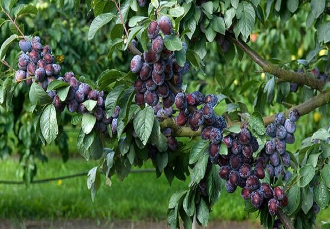 আলু বোখারা