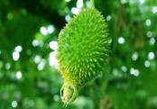 নিয়মিত কাঁকরোল খান? উপকারিতা জানেন তো?