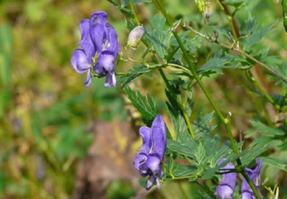 অতিবিষা বা আতইচ