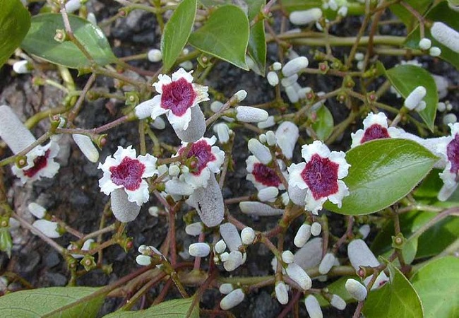 গন্ধভাদালি লতা