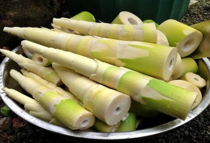 শ্বাস প্রশ্বাসের প্রদাহ প্রশমনে বাঁশের কোড়ল