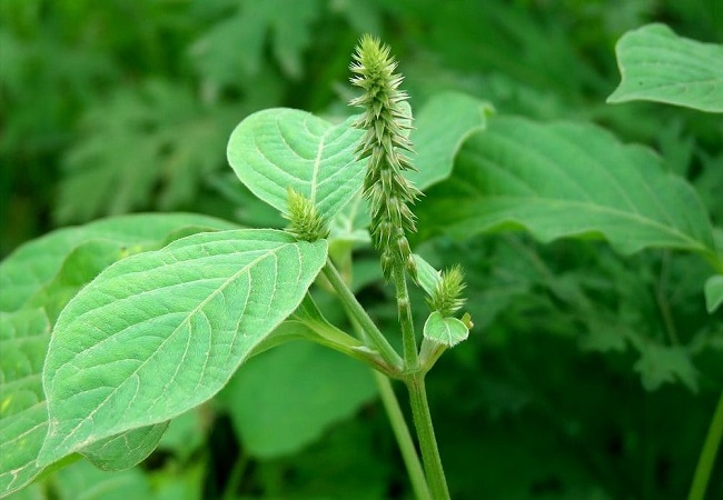 আপাং গাছ