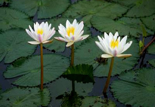 চুল পড়া বন্ধে সহায়ক শাপলা ফুল