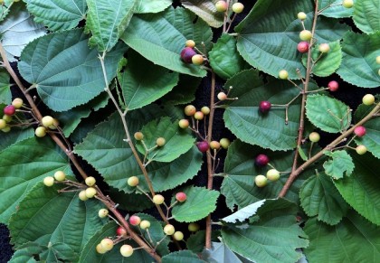 ফলসা