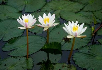 চুল পড়া বন্ধে সহায়ক শাপলা ফুল