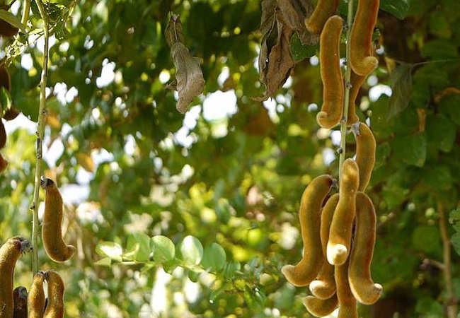 শারীরিক শক্তি বাড়ায় আলকুশি