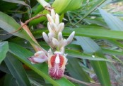 কুলঞ্জন