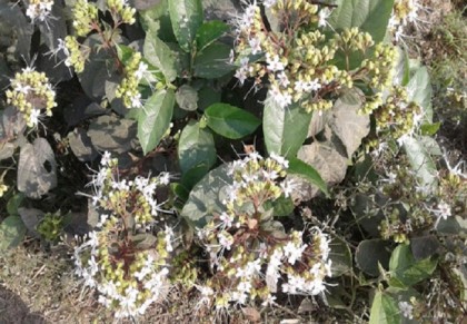 ভেটি গাছ
