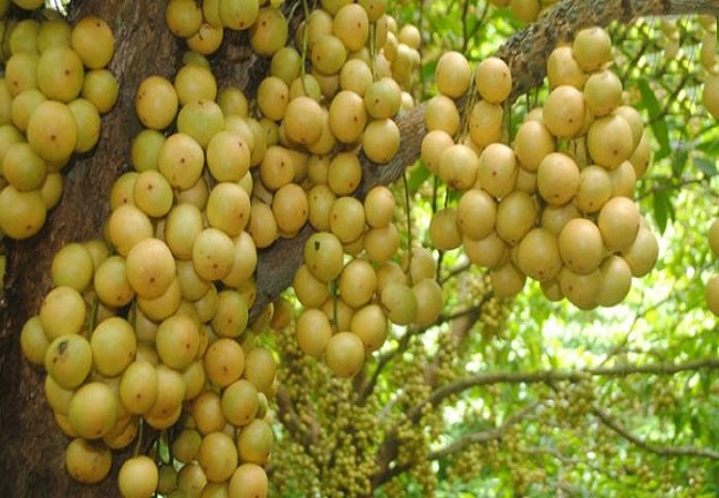 রোগ প্রতিরোধ ক্ষমতা বাড়ায় বর্ষার ফল লটকন