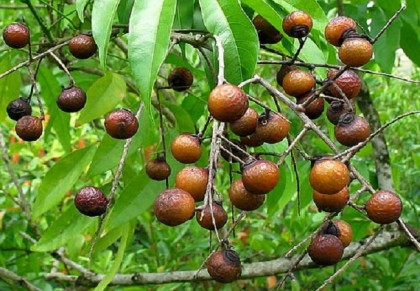 রিঠা/অরিষ্ট এর উপকারিতা ও ঔষধি গুনাগুন