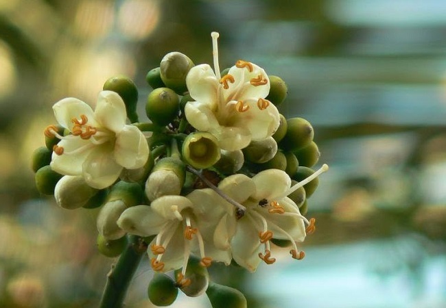 শ্বেত শিমুল