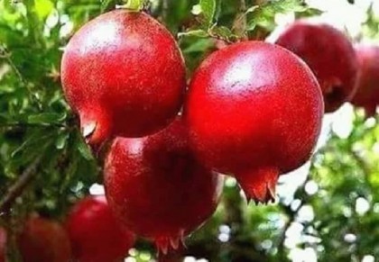 শরীরের ভিটামিনের চাহিদা পূরণ করে ডালিম