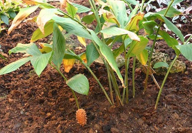 বচ