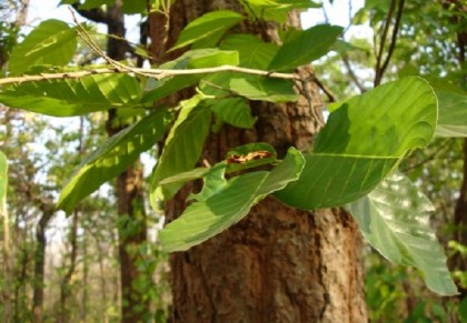  শাল গাছ