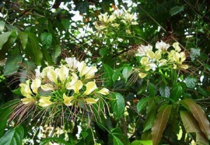 বরুণ/বন্না গাছ