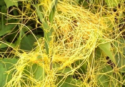 পেট ফাঁপার সমস্যা দূর করতে স্বর্ণলতার ব্যবহার