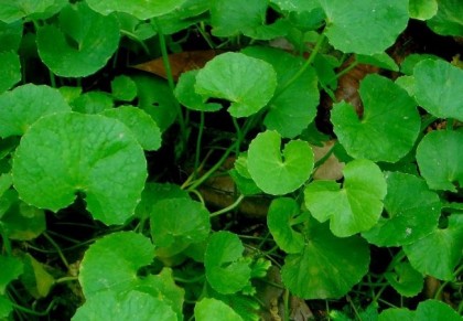 শরীরের উপকারে থানকুনি পাতা