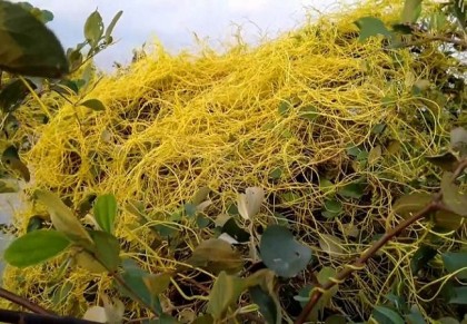 লিভারের ব্যথা দূর করে স্বর্ণলতা